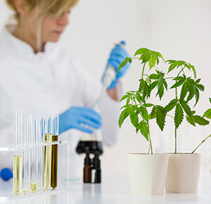 The Best Methods For Extracting CBD