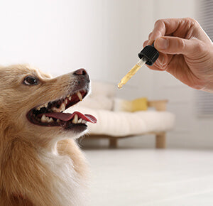 The BEST CBD for Dogs with Arthritis