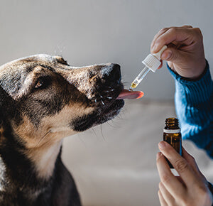 Is CBD For Pets the Same as for Humans? Your Questions Answered